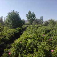 فروش زمین کشاورزی روستای ازوار کاشان