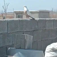 فروش جفت دومی و سینه