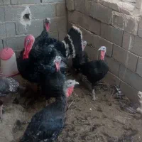 بوقلمون نروماده
