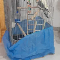 دو عدد عروس هلندی بزرگ|پرنده|ایوان, |دیوار