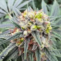 فروش گل طبیعی ارگانیک تازه(فعلاًنرگس شیراز موجود)|گل و گیاه طبیعی|ایرانشهر, |دیوار