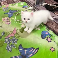 واگزاری گربه پرشین دال فیس