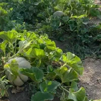 انواع چهار دیواری نقد و اقساط با امکانات کامل۲۳۰|فروش زمین و ملک کلنگی|اصفهان, ردان|دیوار