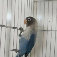 طوطی برزیلی دو ماهه جنسیت نر