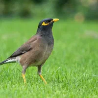 مینا س|پرنده|زاهدان, |دیوار