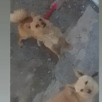سگ پاکوتاه