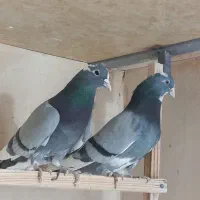 کبوتر پرشی|پرنده|معصومیه, |دیوار