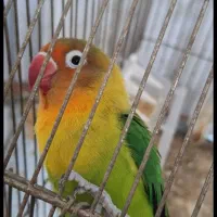 کوتوله بریزیلی فیشر