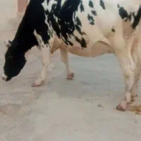۲راس‌گاوسوپرشیردرجه‌یک‌یکی‌دوم‌شکمه‌یکی‌اول‌شکمه‌|حیوانات مزرعه|کوهدشت, |دیوار