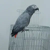 کاسکو دم قرمز