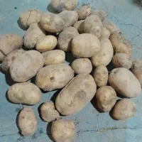 فروش 400کیلو سیب زمینی درجه یک|خوردنی و آشامیدنی|دهگلان, |دیوار