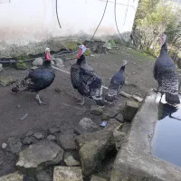 بوقلمون|حیوانات مزرعه|تالش, هشتپر|دیوار