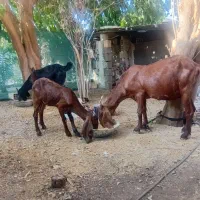 دو راس بز و یک تیشتر جوان  افغانی اصل|حیوانات مزرعه|مسجد سلیمان, |دیوار