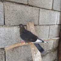 کبوتر