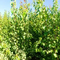 رشد مطمئن با نـهـال اصــلاح شـده پـیـونـدی|خدمات باغبانی و درختکاری|ایوان, |دیوار