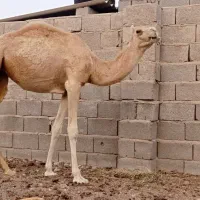 شتر سفید آشتی جوان|حیوانات مزرعه|بندرعباس, |دیوار