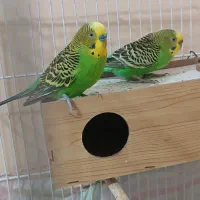 اسباب بازی|اسباب‌بازی بچه|شادگان, |دیوار