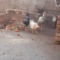 فروش خروس