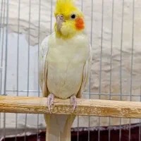 حمیدیه شبیشه|پرنده|حمیدیه, |دیوار