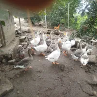 قو غاز|حیوانات مزرعه|فومن, |دیوار