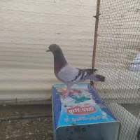 سبز نر