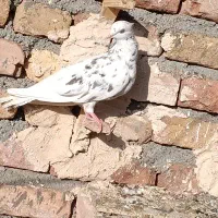 سار کاکل ماده