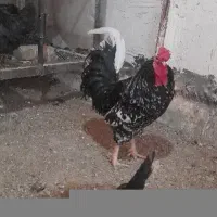 مرغ‌و‌خروس گلین‌لری