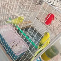 مرغ عشق