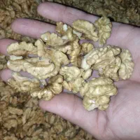 پخش و توزیع مغز گردو درجه 1 توسرکان