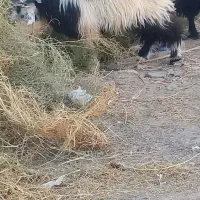 کهره چاق چله