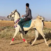 اسب نریان بزن برو