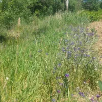 زمین مناسب باغچه