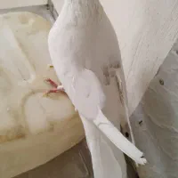 نر پشت هما.نر آلمانی،المانی