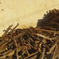 خریدار انواع چوب|خدمات باغبانی و درختکاری|فسا, |دیوار