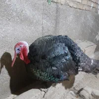 بوقلمو ۲ ساله