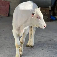 گوساله نر دورگه