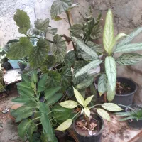 گل اپارتمانی|گل و گیاه طبیعی|کرمانشاه, |دیوار