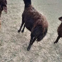 یک عدد گوسفند جوان گوشتی