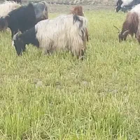 شیر گوسفندی ارگانیک