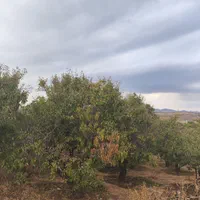 باغ زمین کشاورزی 500متری پل زمانخان سند دار|فروش دفتر صنعتی، کشاورزی، تجاری|اصفهان, آزادگان|دیوار