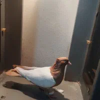 سینه کله هفت رنگ کاکلی خال کرباتی|پرنده|سبزوار, قصبه شرقی|دیوار