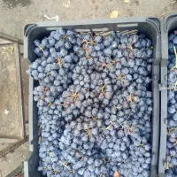 انگورسیاه سردشت