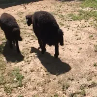 دو راس بره نر همو