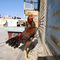 جوجه لاری 7ماهه