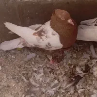 کفتر