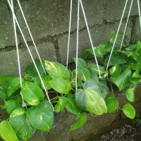 گل سینره و ... به فروش میرسد|گل و گیاه طبیعی|تالش, هشتپر|دیوار