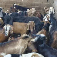 باسلام فروش چند بزو کهره داشتی