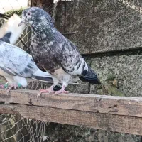 فروش کبوتران فوق پرشی|پرنده|رامسر, |دیوار