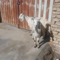 دو راس بز|حیوانات مزرعه|انبارآلوم, |دیوار