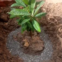 کود آلی و اُرگانیک ZB